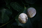 Large shell studs editorial photograph