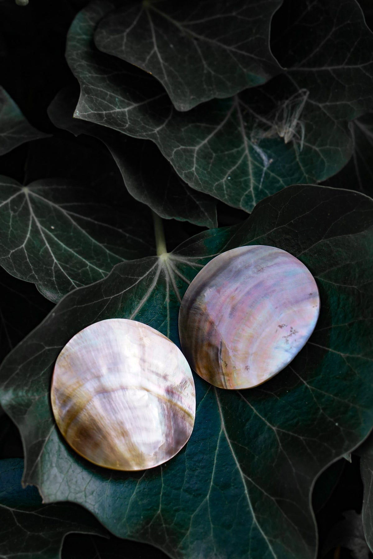 Large shell studs editorial photograph