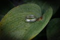 Dotted silver band editorial photograph
